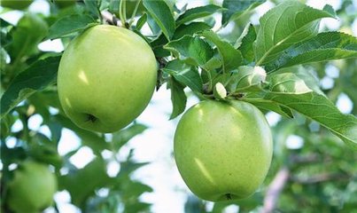 昌呈广告苹果版苹果非同凡响广告-第2张图片-太平洋在线下载