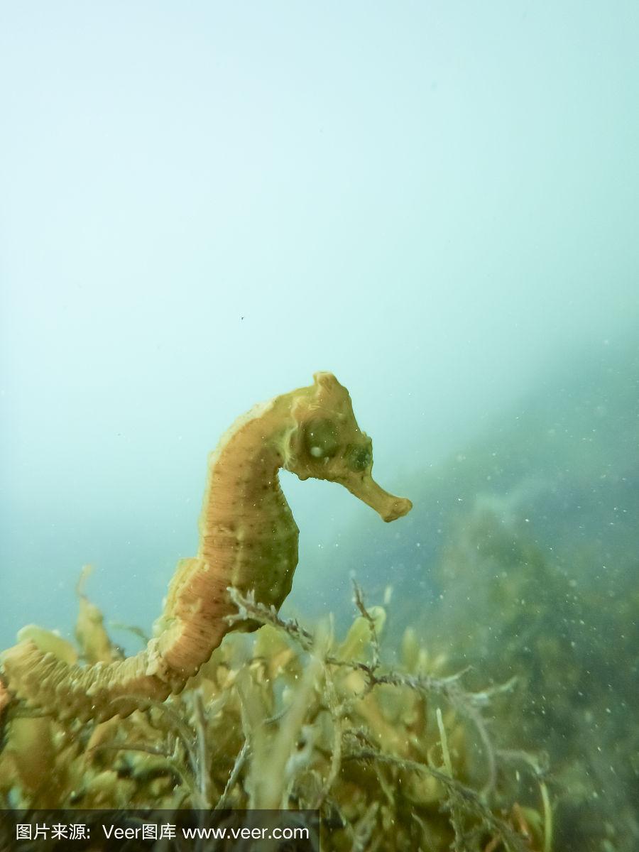 海马手机版海马手机助手