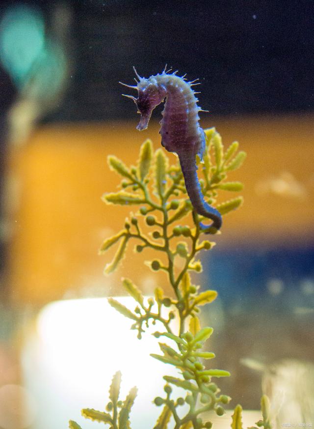 海马手机版海马手机助手-第2张图片-太平洋在线下载