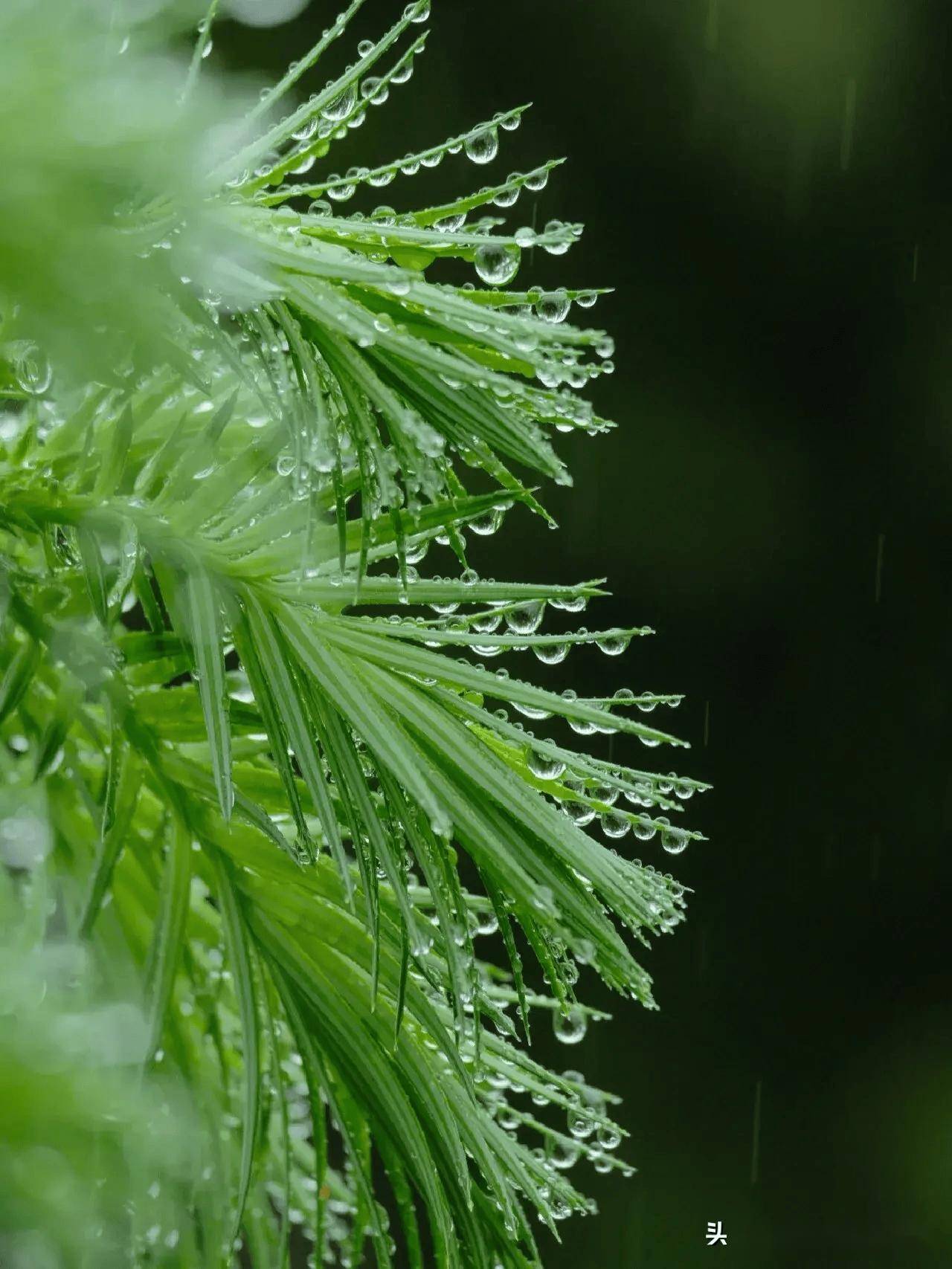 手机版青草视频青草视频在线播放手机版