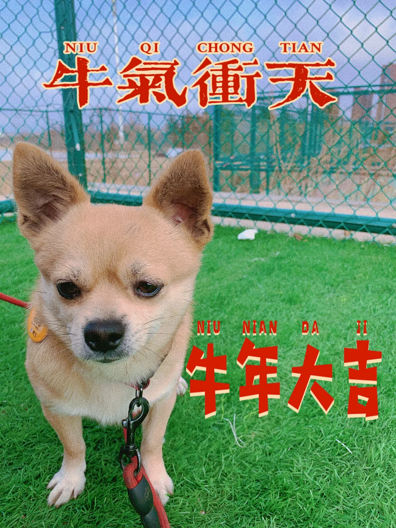 牛牛直播手机版牛牛牛牛影视传媒有限公司